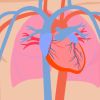 7 Curiosidades que no sabías sobre el corazón y el sistema circulatorio