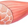 Músculos. Anatomía, función y fisiología de la fibra muscular