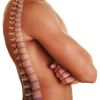  La lordosis o curvatura lumbar, ¿Qué es? Consejos y ejercicios para recuperarla