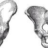 Anatomía de la pelvis femenina y masculina. Suelo pélvico y diferencias entre ambos