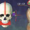 Equilibrio craneal y equilibrio dental