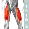 5 ejercicios para fortalecer cuádriceps