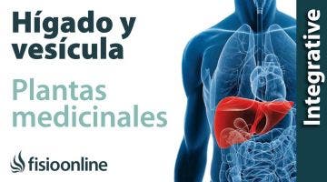 Todas las plantas medicinales para el hígado y vesícula biliar.