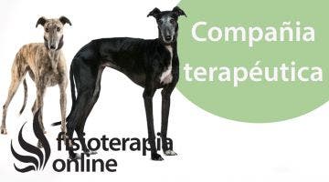 El animal como compañía terapéutica .Galgos y Podencos