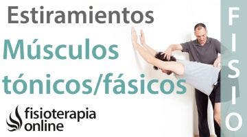 Estiramiento de músculos tónicos músculos fásicos