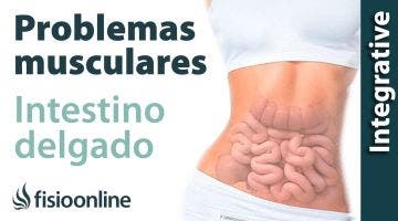 Intestino delgado:  problemas articulares y musculares que puede provocar