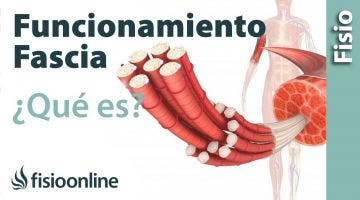 Fascia - Qué es, funcionamiento e importancia