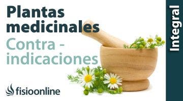 Posibles reacciones al tratamiento con plantas medicinales y contraindicaciones.