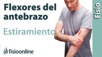 Estiramiento de los músculos flexores del antebrazo