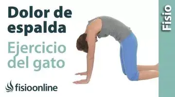 Ejercicio para el dolor de espalda  Ejercicio del gato