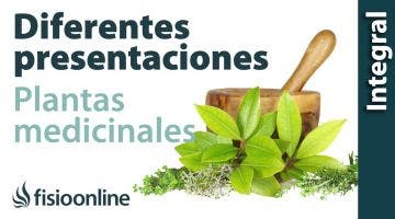 Diferentes presentaciones de las plantas medicinales.