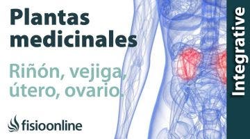 Todas las plantas medicinales para riñón-vejiga, útero y ovarios-próstata.