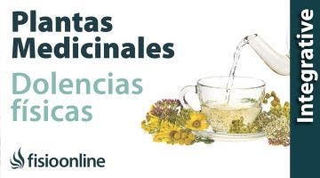 ¿Cómo utilizar las plantas medicinales sobre los problemas de espalda, articulares y musculares?