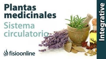 Todas las plantas medicinales para intestino delgado,  sistema circulatorio y nervioso