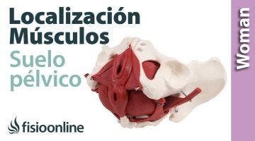 ¿Como localizar, sentir y diferenciar los músculos del suelo pélvico?