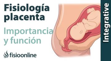 Fisiología de la placenta