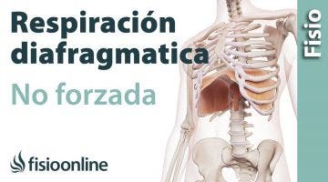 Respiración diafragmática o abdominal no forzada.