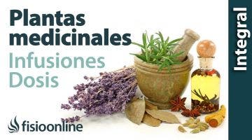 Tratamiento con plantas medicinales: Cómo hacer la infusión, dosis y duración de un tratamiento.