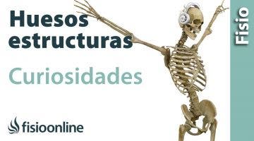 Huesos - Estructura, funcionamiento y curiosidades