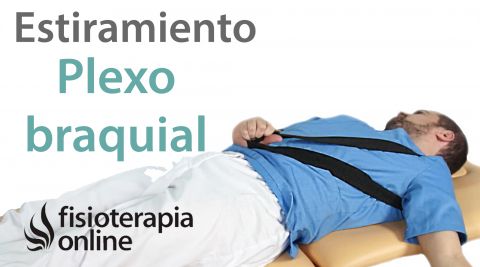 Estiramiento Y Movilización Del Plexo Braquial Fisioterapia Online