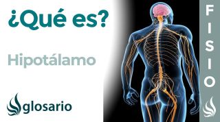 HIPOTÁLAMO | Qué es, ubicación, cómo trabaja, partes y lesiones