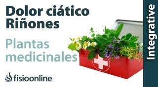 Ciática o ciatalgia izquierda por disfunción de riñón  Plantas medicinales y remedios naturales