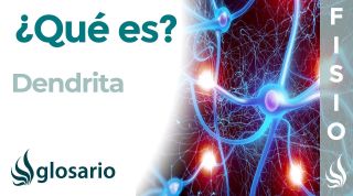 DENDRITA | Qué es, dónde se encuentra, cuál es función e importancia para las neuronas