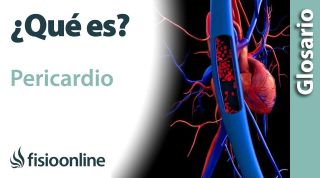 PERICARDIO | Qué es, ubicación, tipos, qué estructuras alberga y enfermedades