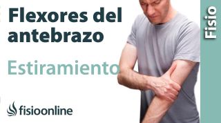 Estiramiento de los músculos flexores del antebrazo