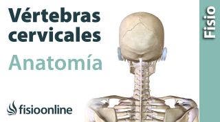Cervicales. Anatomía, huesos, ligamentos, movimientos y articulaciones
