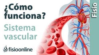 Cómo funcionan las arterias, venas y SISTEMA VASCULAR - Qué hace y cómo lo hace