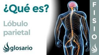 LÓBULO PARIETAL | Qué es, ubicación, cómo funciona, qué controla y lesiones