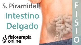 Síndrome del músculo piramidal derecho y su relación con el intestino delgado