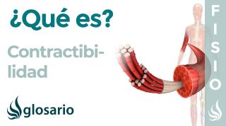 CONTRACTIBILIDAD | Qué es, cómo se produce, que pasa cuándo el músculo no posee está propiedad
