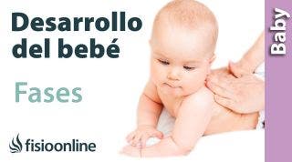 Fases del desarrollo del bebé