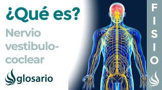 NERVIO VESTIBULOCOCLEAR| Qué es, ubicación, dónde se origina, recorrido, qué zonas inerva y lesiones