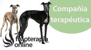 El animal como compañía terapéutica .Galgos y Podencos