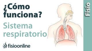 Cómo funcionan LOS PULMONES y el Sistema Respiratorio. Qué hacen y cómo lo hacen