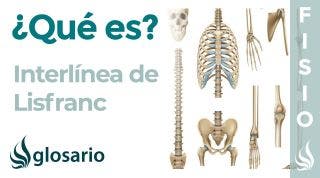 INTERLÍNEA DE LISFRANC | Qué es, significado, ubicación, función y lesiones