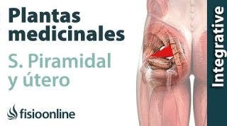 Plantas medicinales y remedios naturales para el S  piramidal derecho por útero