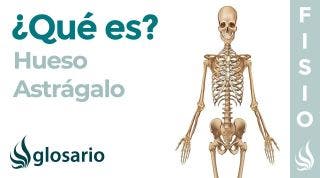 Hueso ASTRÁGALO│Qué es, significado, dónde está, función y lesiones