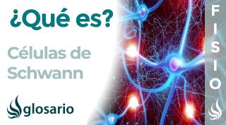 CÉLULAS de SCHWANN | Qué son, ubicación, función y enfermedades
