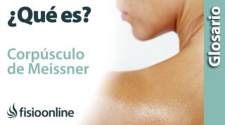CORPÚSCULO de MEISSNER | Qué es, dónde se encuentra, cuál es su función y enfermedades