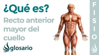 Músculo RECTO ANTERIOR MAYOR | Qué es, ubicación, origen, inserción, inervación y función