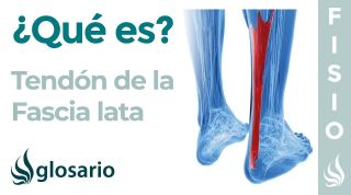 TENDÓN de la FASCIA LATA | Qué es, cómo estirar, función y lesiones