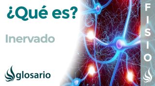INERVADO | Qué es, significado y para qué se usa en anatomía