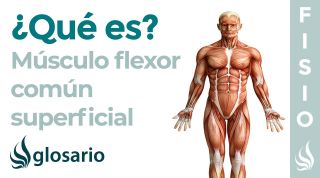 Músculo FLEXOR COMÚN SUPERFICIAL de los DEDOS | Qué es, ubicación, función, inserción e inervación