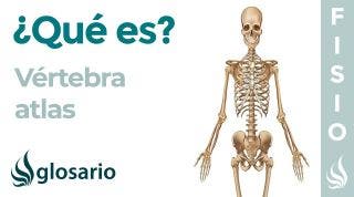 Hueso VÉRTEBRA ATLAS | Qué es, qué significa, ubicación, función y dolor