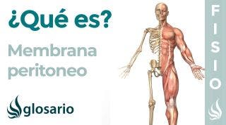 PERITONEO | Qué es, dónde se encuentra, qué órganos protege, cuál es su función y lesiones