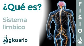 SISTEMA LÍMBICO | Qué es, en qué hemisferio se encuentra, cómo funciona y lesiones